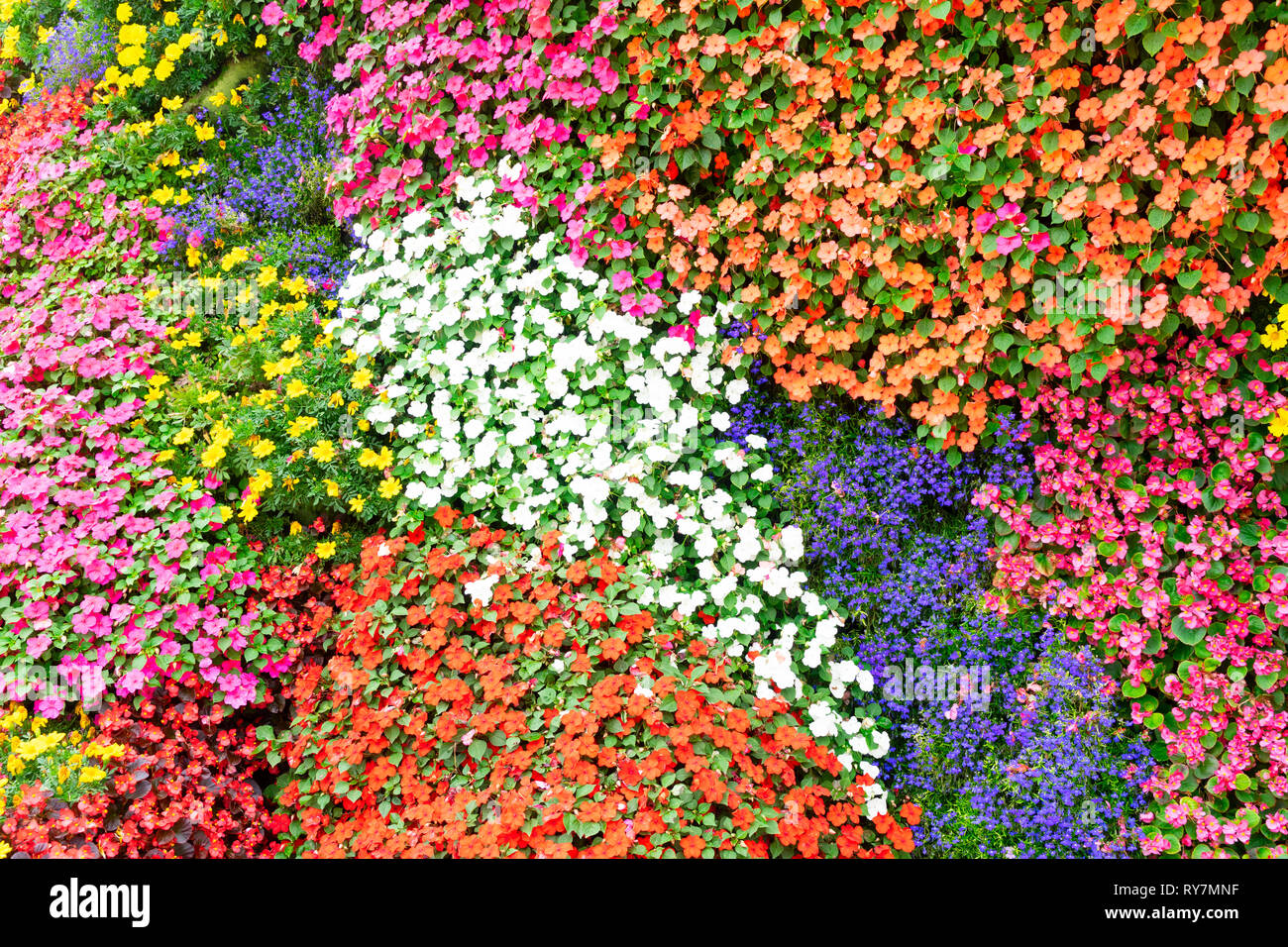 Petali di fiori sullo sfondo Foto Stock