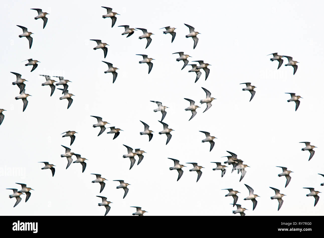 Un gregge di Dunlin (Calidris alpina) in volo sopra il Hayle estuario, Cornwall, Inghilterra, Regno Unito. Foto Stock