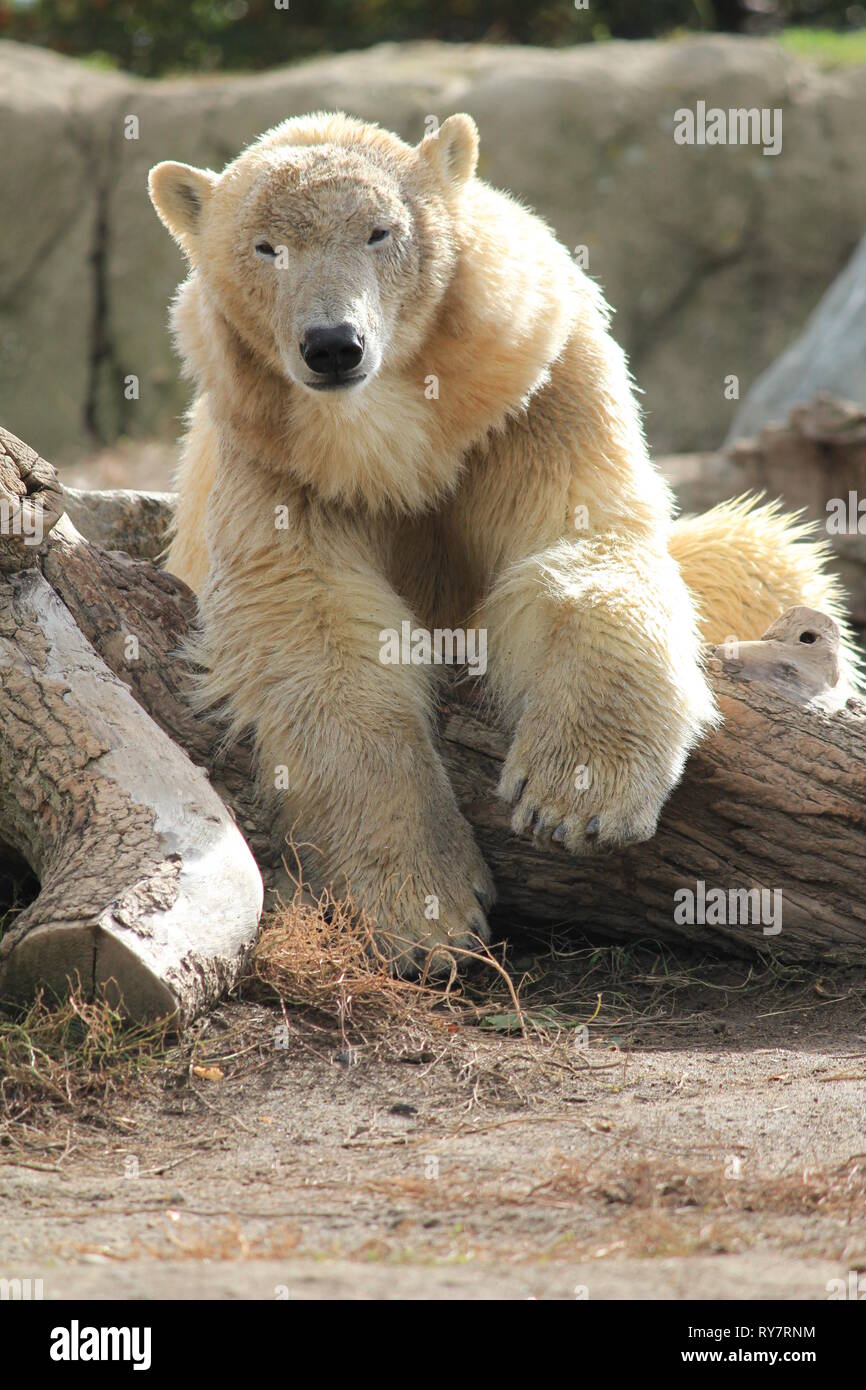 Orso polare in Blijdorp Zoo di Rotterdam Paesi Bassi Foto Stock