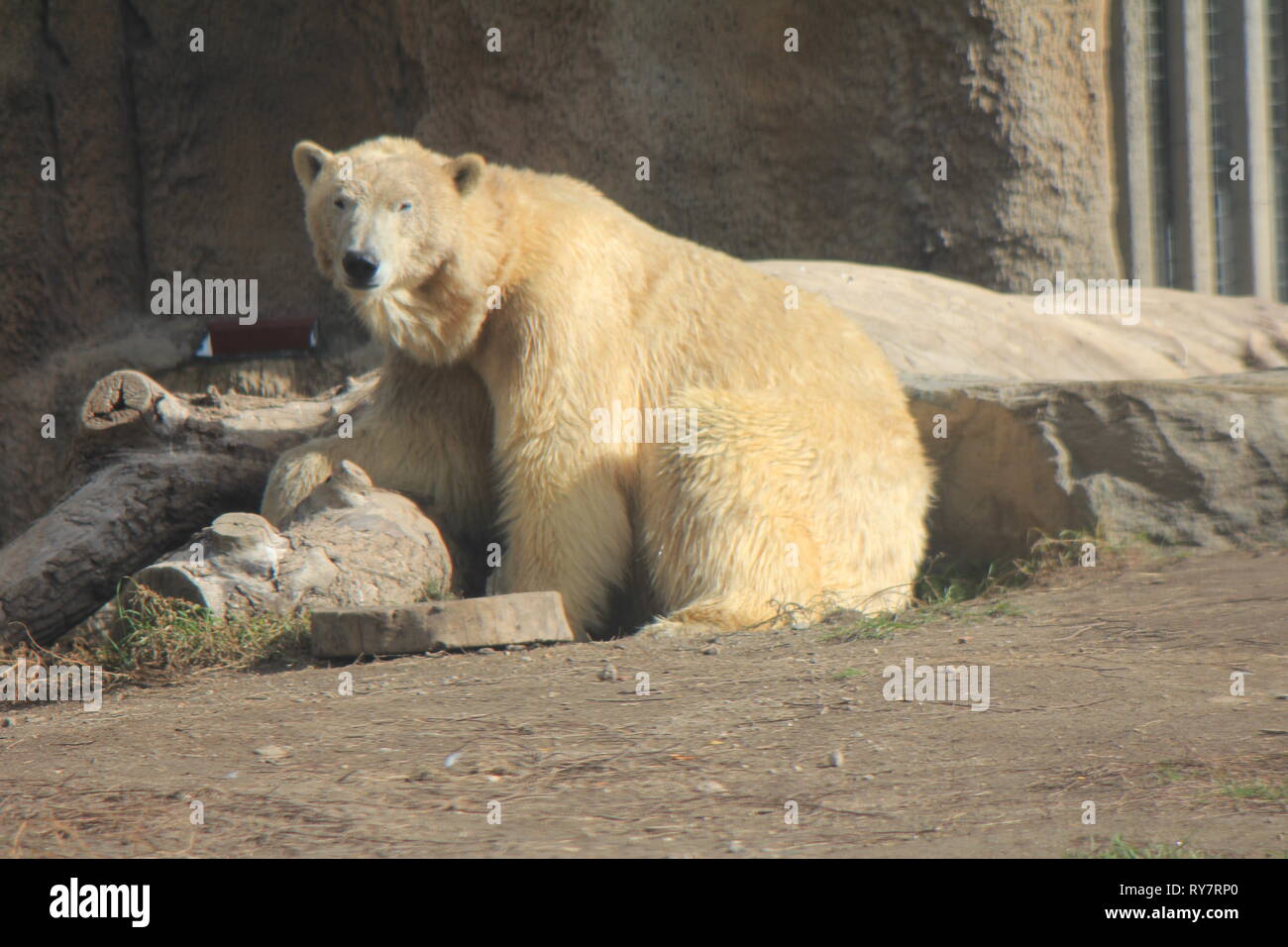 Orso polare in Blijdorp Zoo di Rotterdam Paesi Bassi Foto Stock