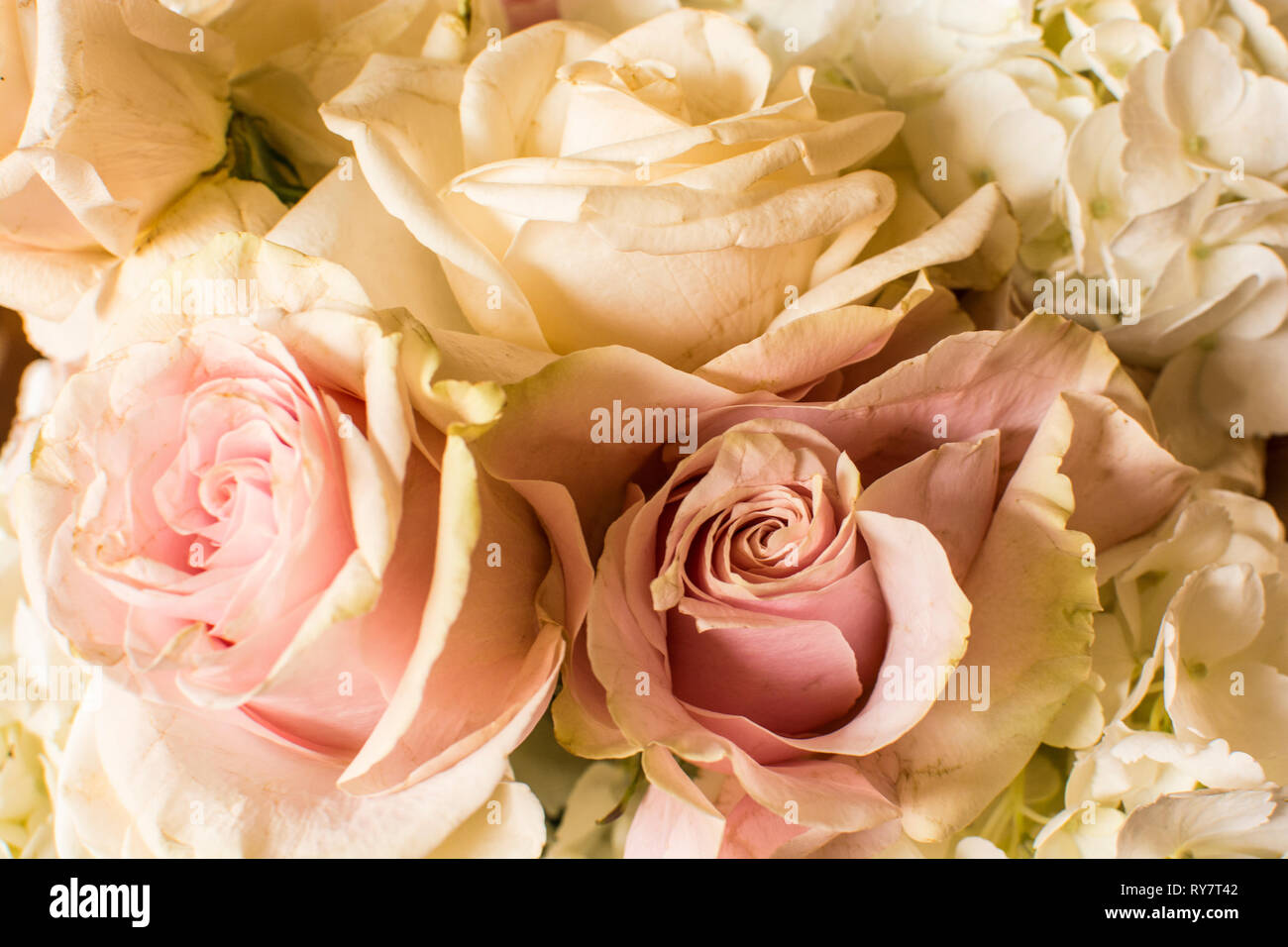 Un raggruppamento di fiori secchi in una delle camere del Ebell Centro Donna, Los Angeles, Californai, STATI UNITI D'AMERICA Foto Stock