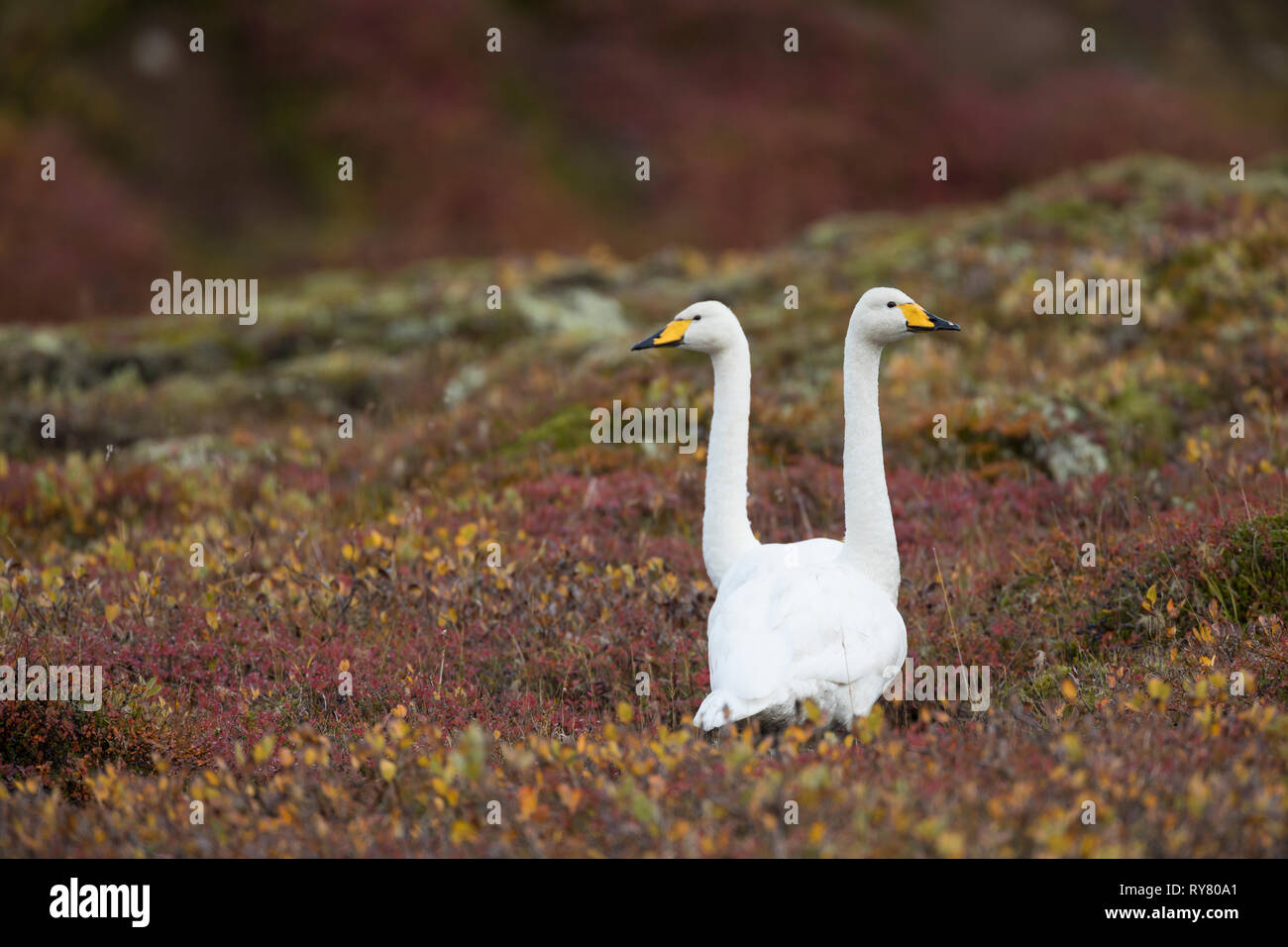 Singschwan, Sing-Schwan, Schwan, Cygnus cygnus, whooper swan, Le Cygne chanteur, le cygne sauvage Foto Stock