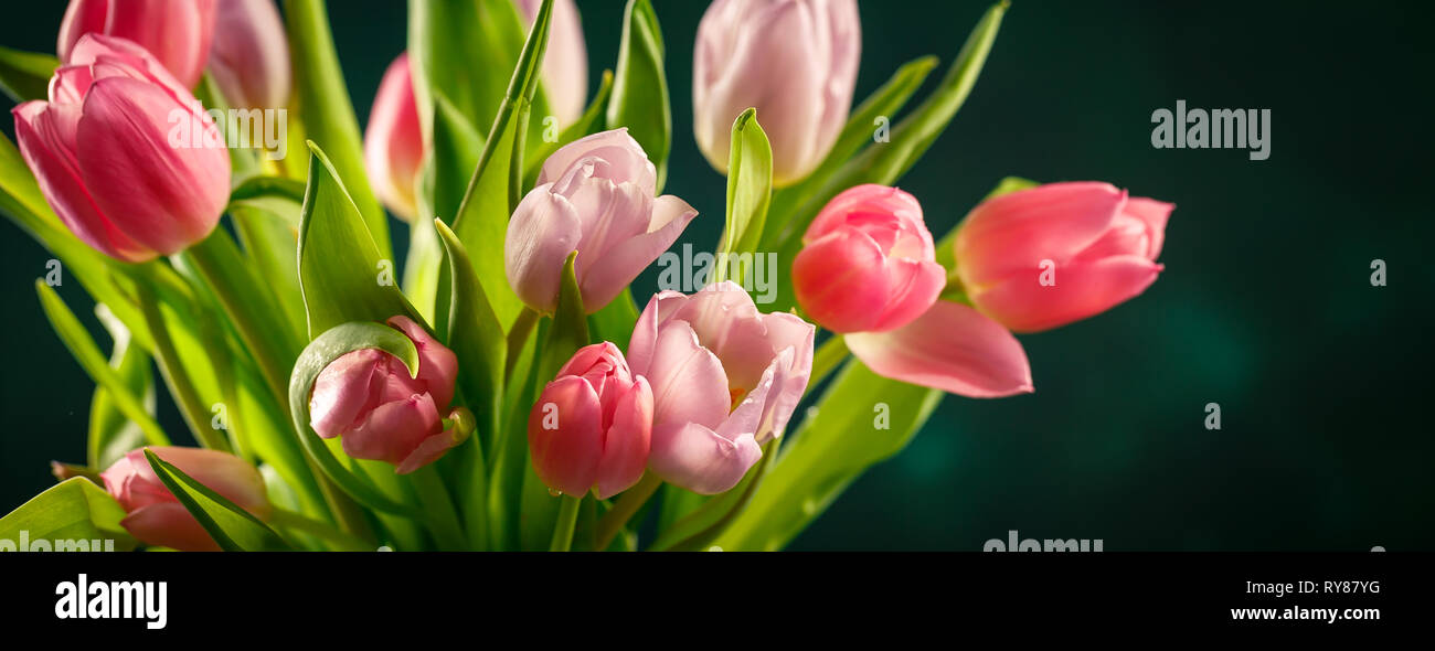 Profumo di rosa lilla e tulipani in un vaso di vetro su sfondo verde scuro. Lungo banner largo Foto Stock