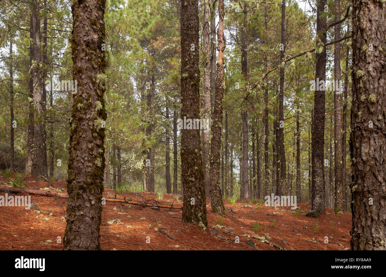 Gran Canaria, febbraio, pineta con coperte di lichene, tronchi di albero di bioindicatori di purezza dell'aria Foto Stock