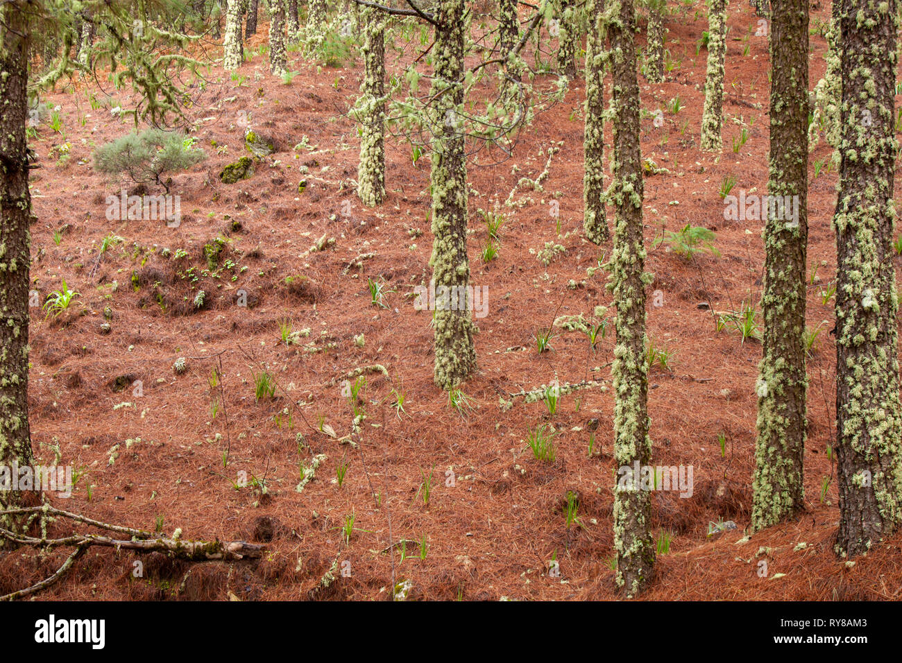 Gran Canaria, febbraio, pineta con coperte di lichene, tronchi di albero di bioindicatori di purezza dell'aria Foto Stock