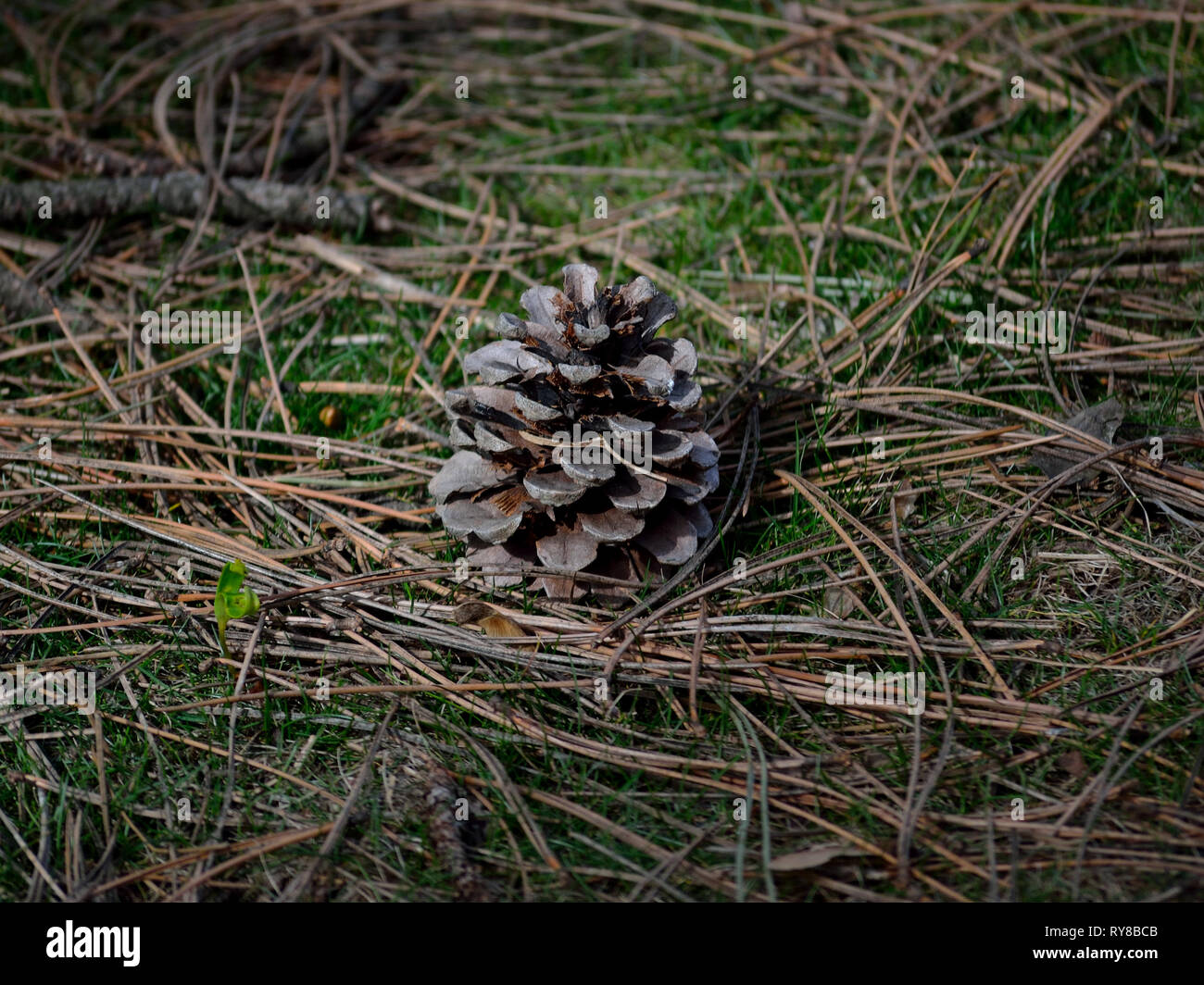 Close-up di pigna in erba Foto Stock