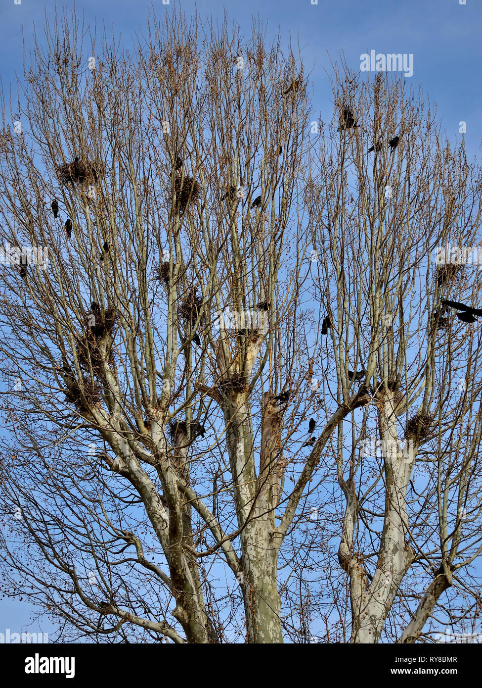 Albero con un sacco di carrion crows nidi Foto Stock