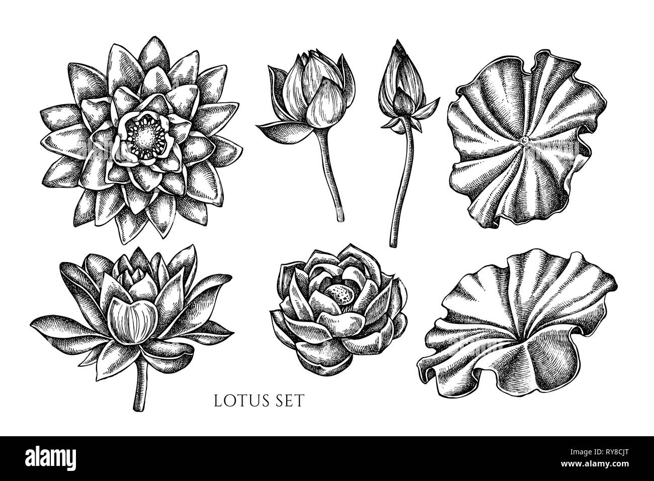 Vettore Collezione di disegnati a mano in bianco e nero lotus Illustrazione Vettoriale