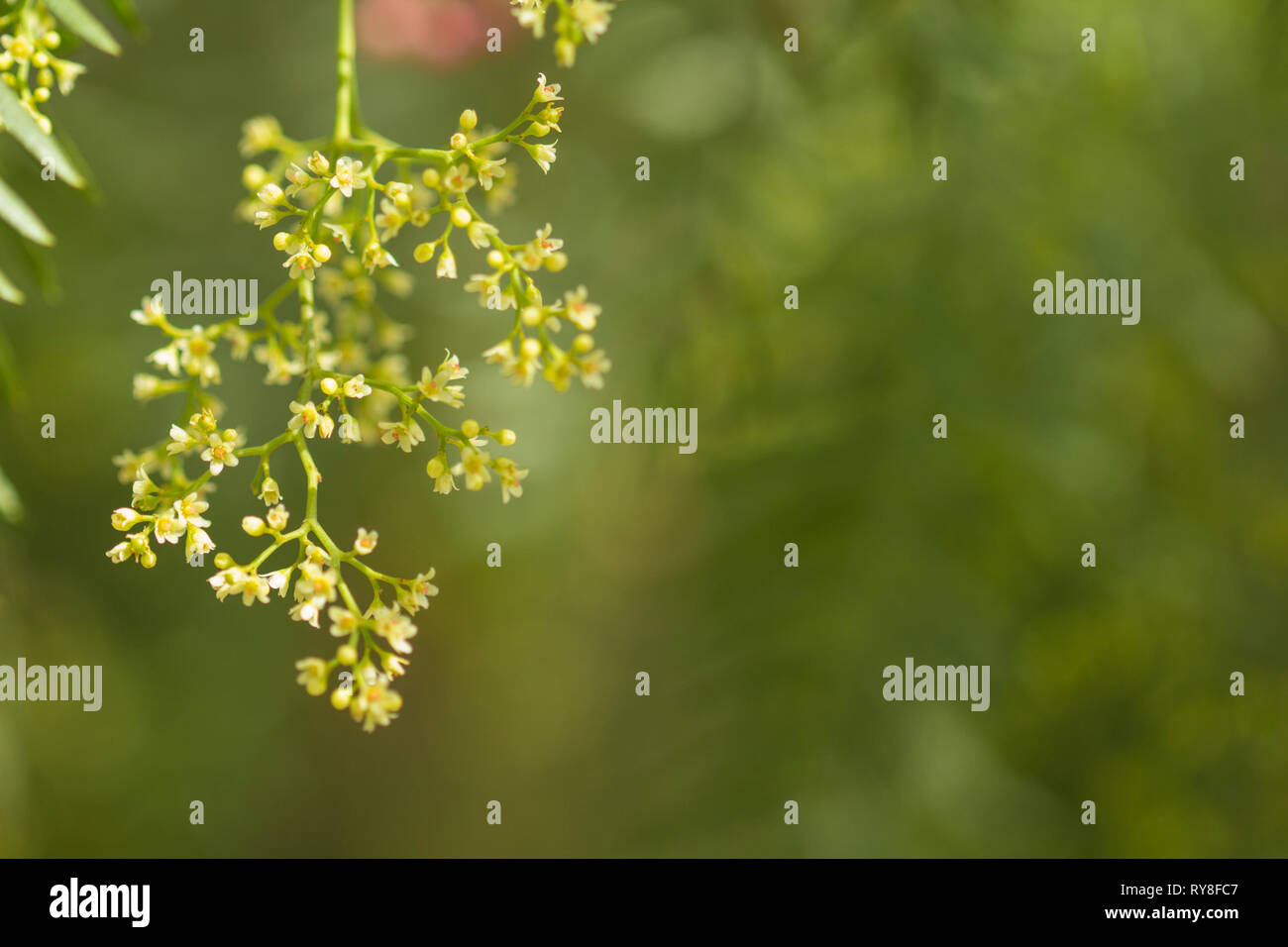 Piccoli e bianchi fiori gialli di Schinus molle, pepe peruviano o pepe rosa Foto Stock