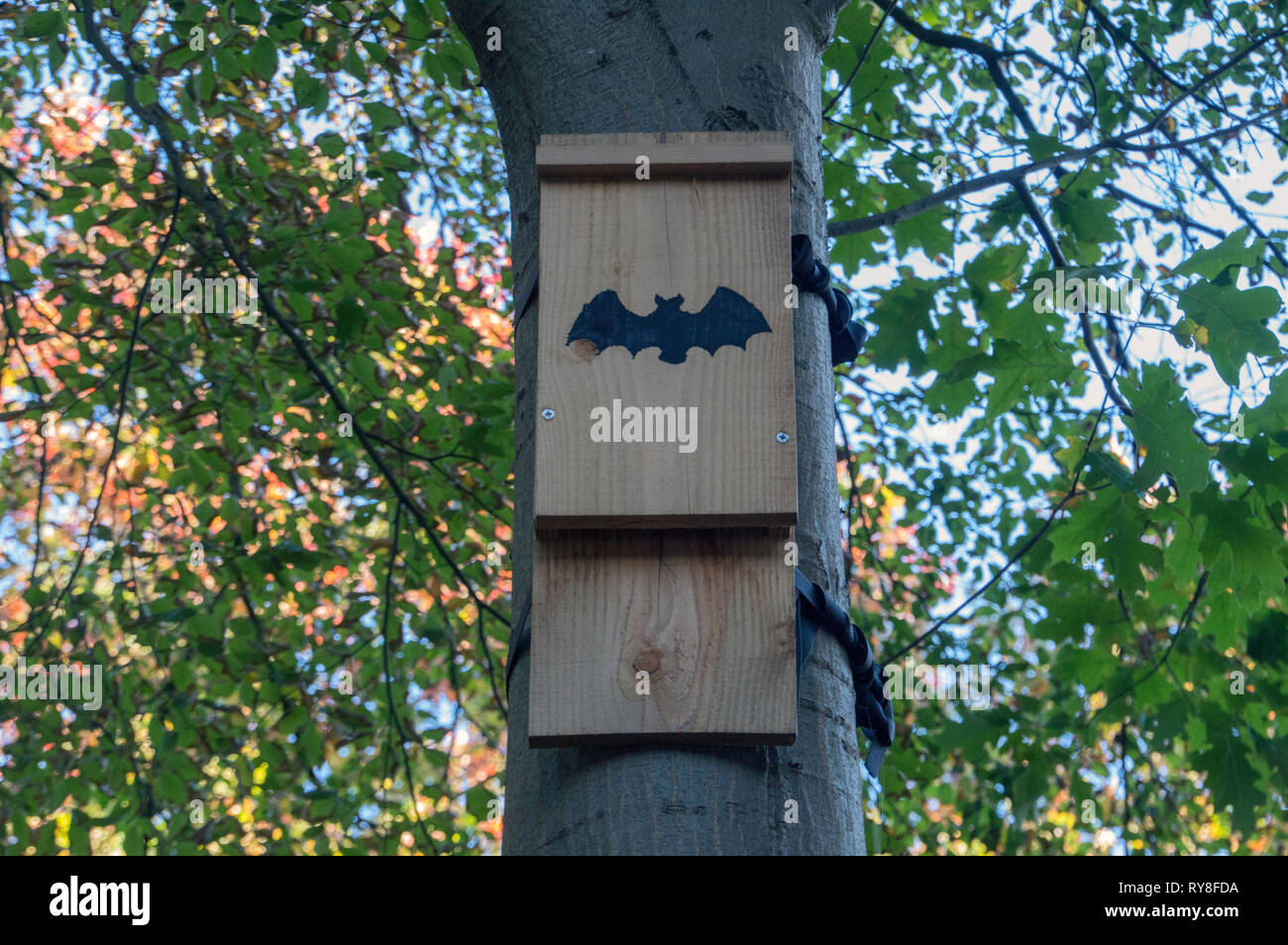 Bat notte Casa di Apeldoorn Paesi Bassi 2018 Foto Stock
