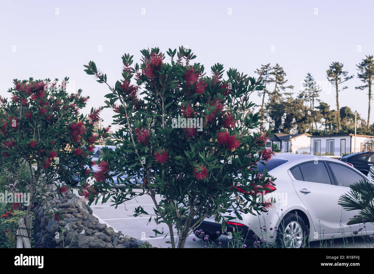 Fioritura alberi Pohutukawa su Jeju Island garden vicino parcheggio Foto Stock