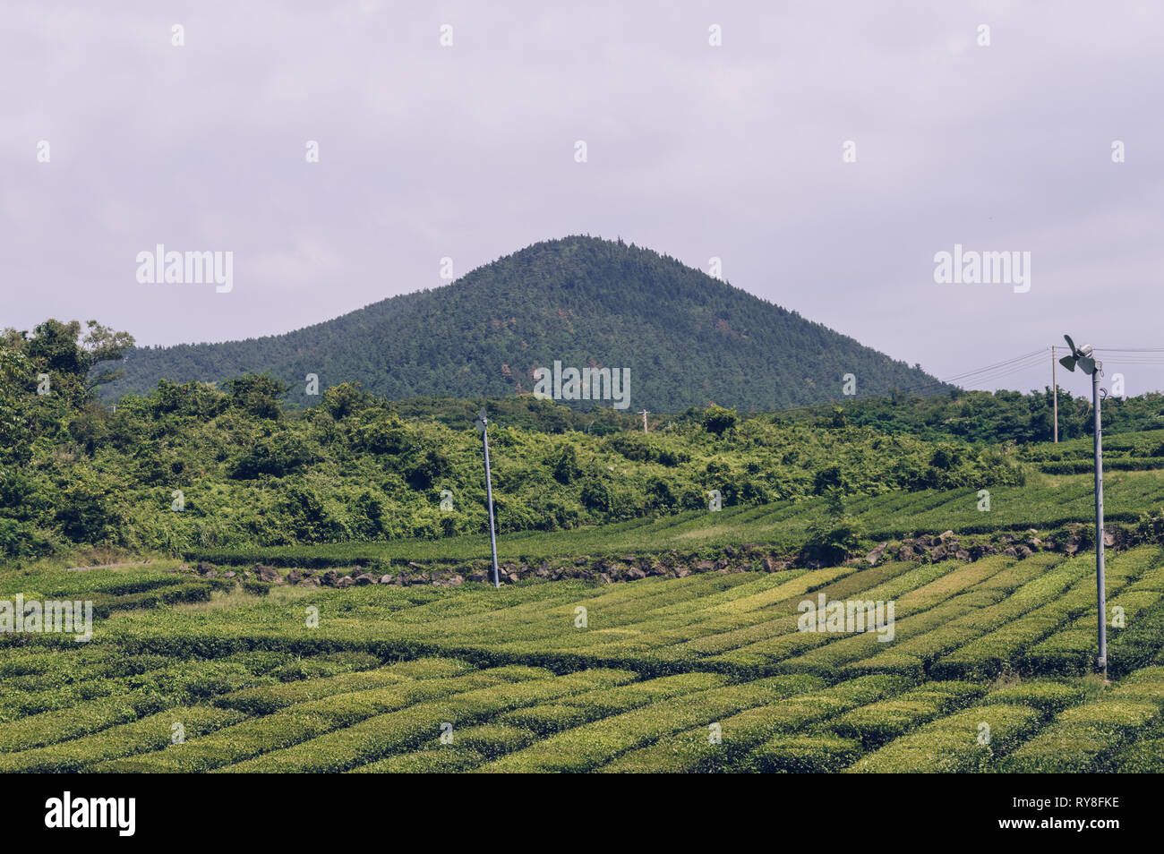 Tè piantagioni di alberi su Jeju Island con la montagna e il cielo nuvoloso sullo sfondo Foto Stock