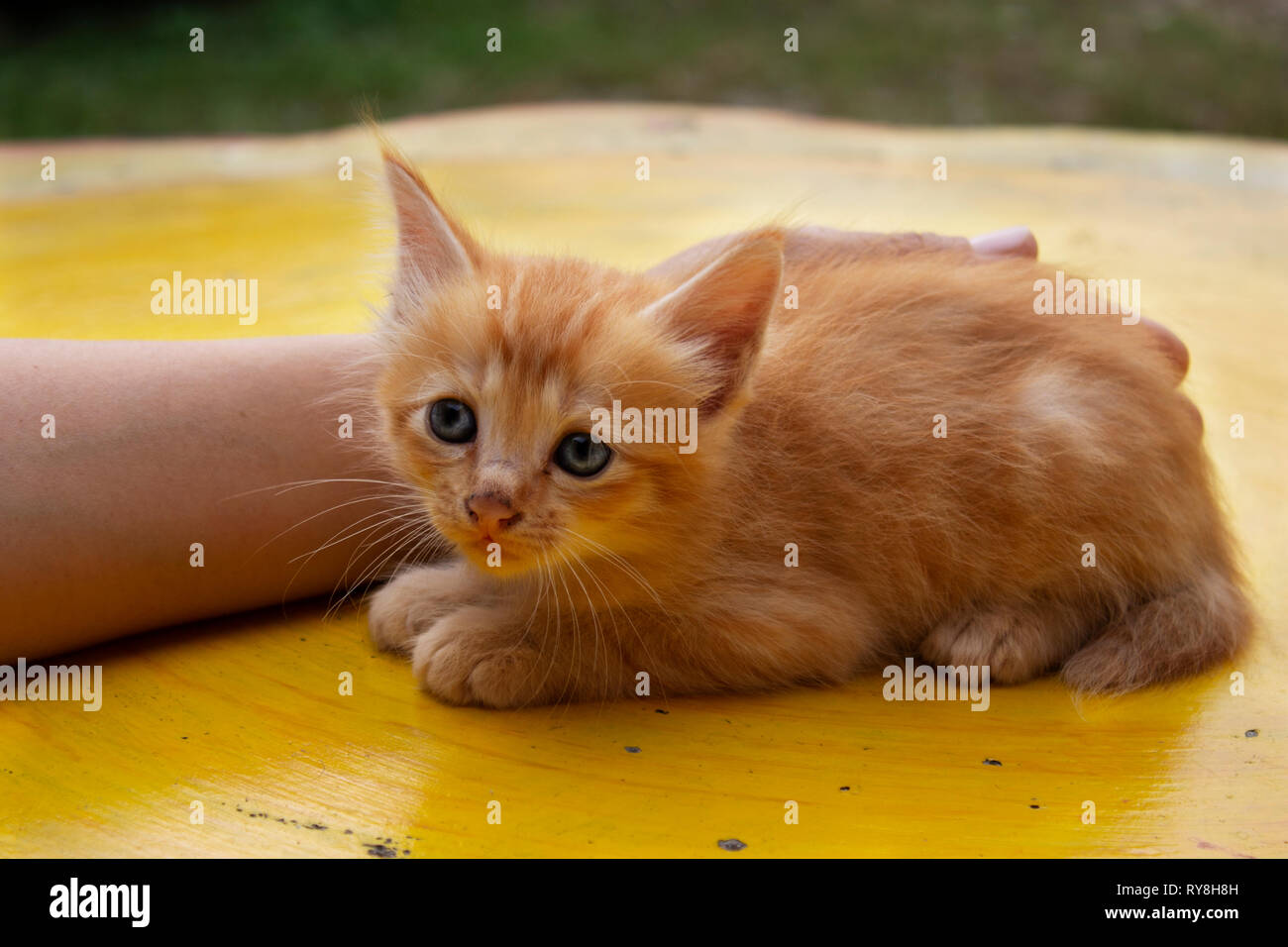 Carino gattino arancione in appoggio su un tavolo. Essa ha gli occhi blu. Foto Stock