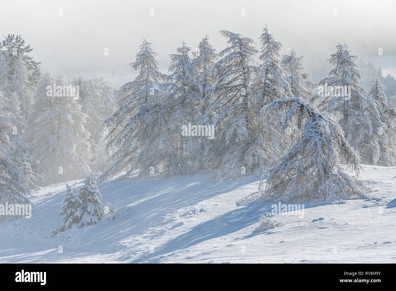 Gleize Pass, Champsaur, Hautes-Alpes, alpi, Francia: Vento soffiando la neve sulle piste e alberi di Col de Gleize dopo una nevicata Foto Stock