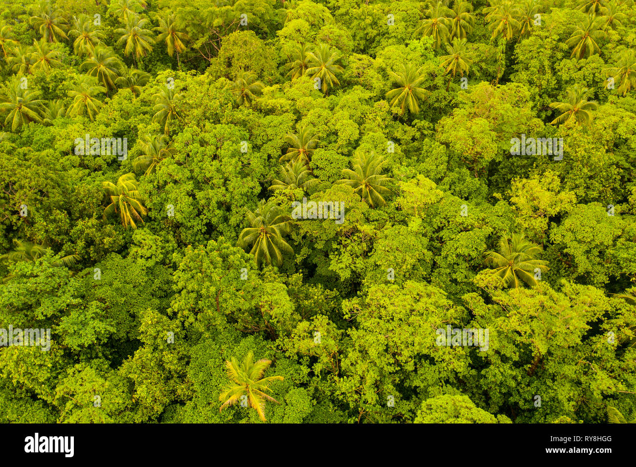 Vista aerea della lussureggiante foresta pluviale in Papua Nuova Guinea. Questa regione porti straordinaria biodiversità. Foto Stock