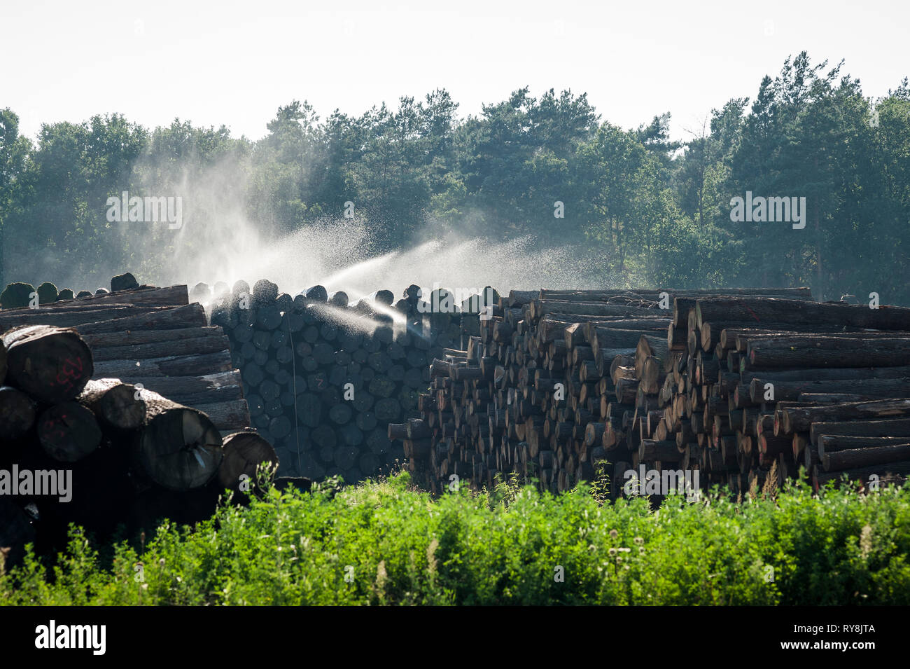 Pila di log essendo spruzzato Foto Stock