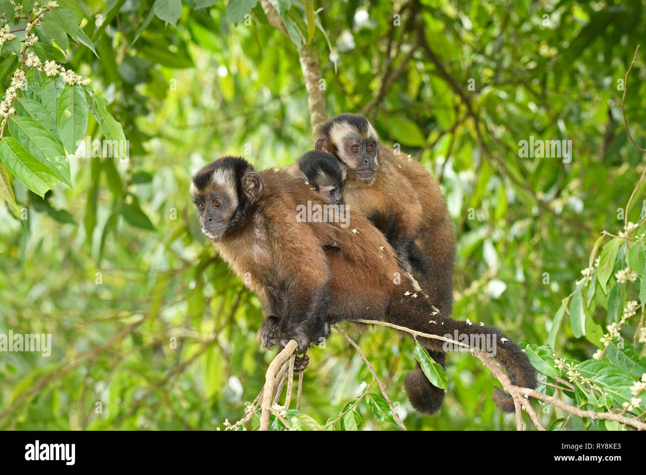 Marrone scimmia cappuccino (Cebus apella) gruppo familiare di tre sat togther sul ramo, Manu Cloudforest Reserve, Perù, Novembre Foto Stock