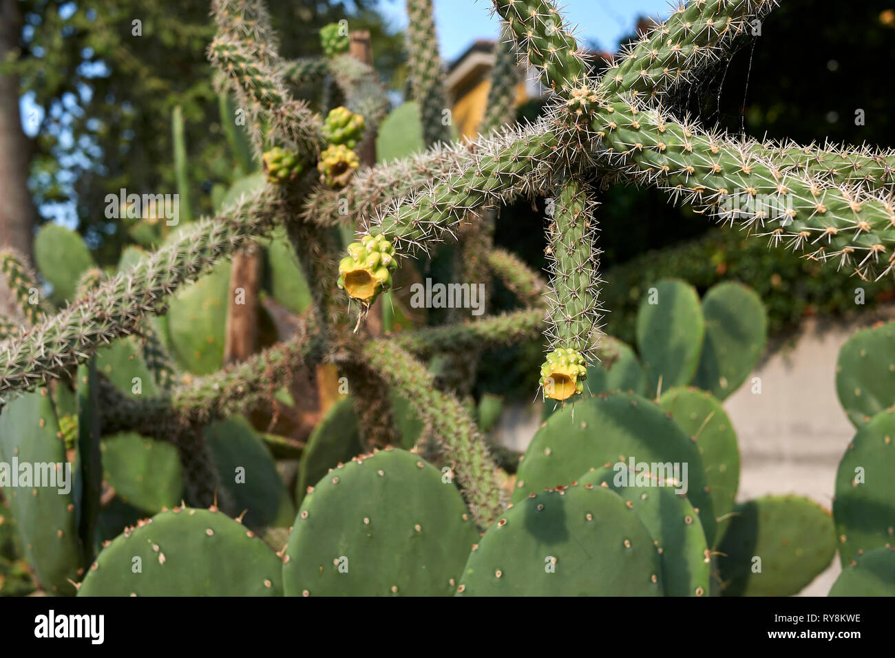 Cylindropuntia imbricata Foto Stock