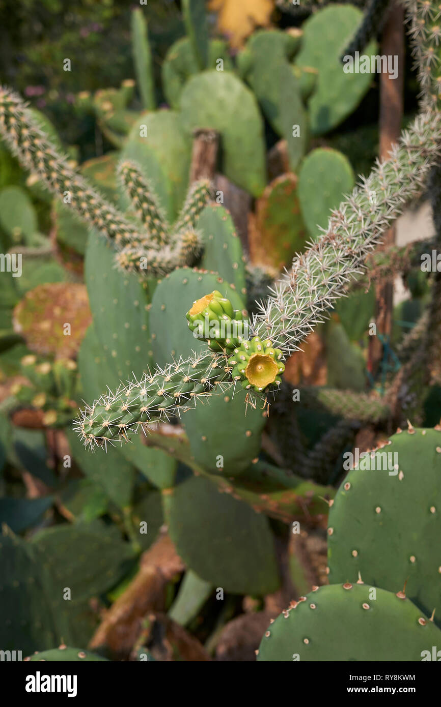 Cylindropuntia imbricata Foto Stock