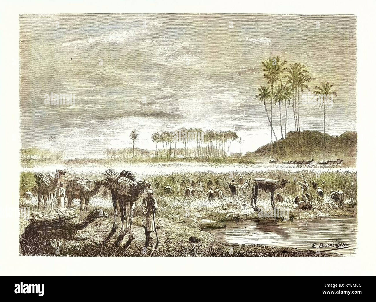 La CANNA DA ZUCCHERO raccolto. Egitto, incisione 1879 Foto Stock