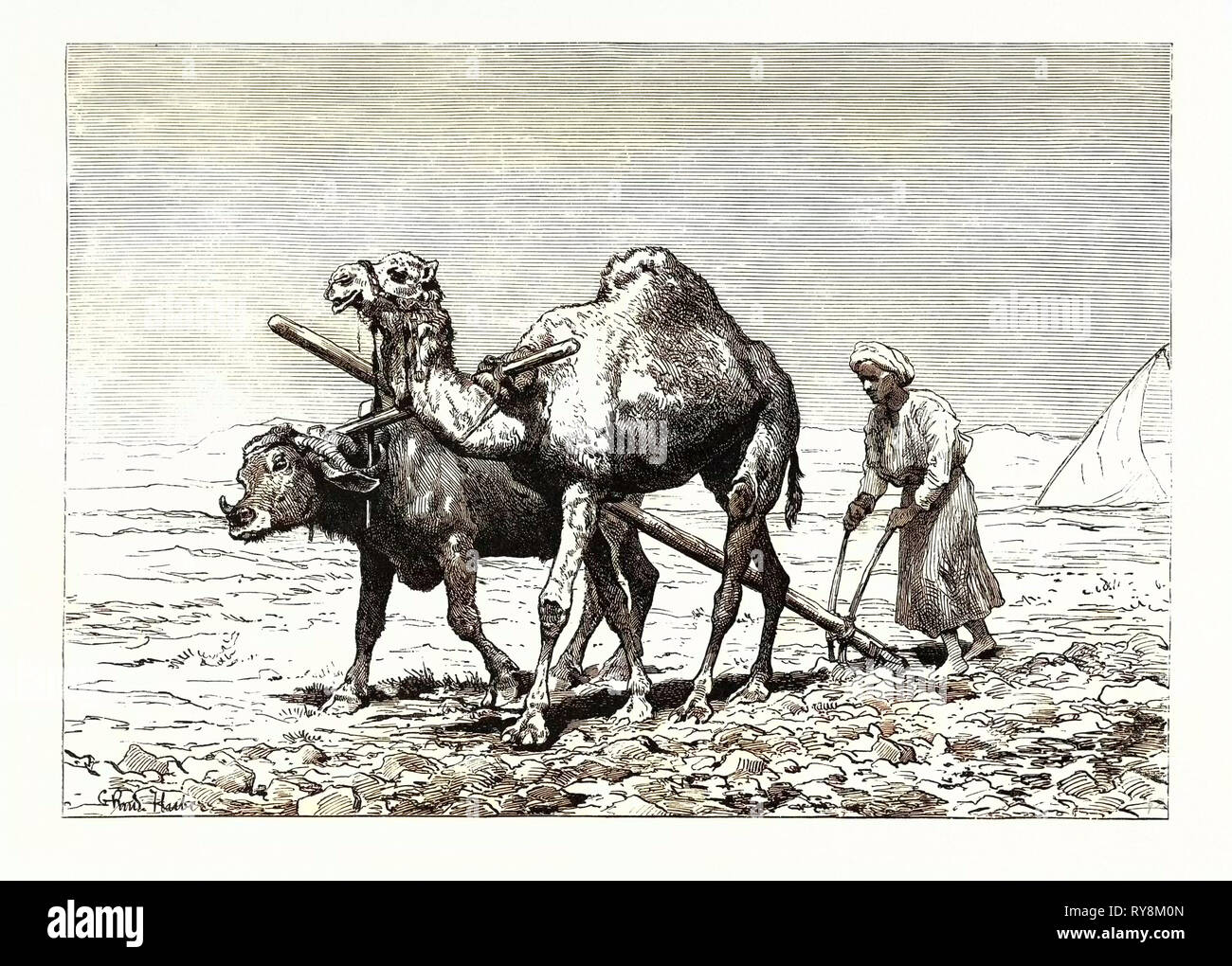 Un FELLAH aratura. Egitto, incisione 1879 Foto Stock