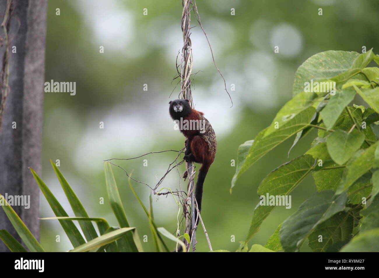 Golden-mantled tamarin (Saguinus tripartitus) in Ecuador Foto Stock