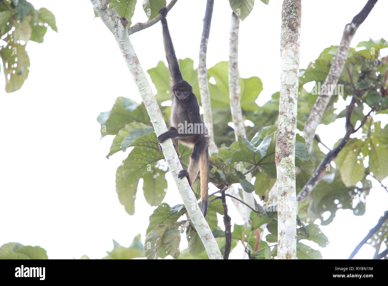 Aracari pallidi-mandibled (Pteroglossus eritropygius) in Ecuador Foto Stock