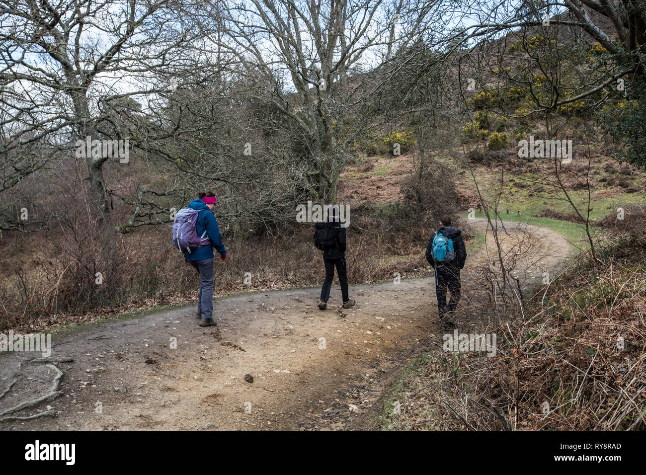 Devil's Punch Bowl, 282.2-ettaro sito biologico di speciale interesse scientifico a est di Hindhead nel Surrey, Inghilterra, Regno Unito Foto Stock