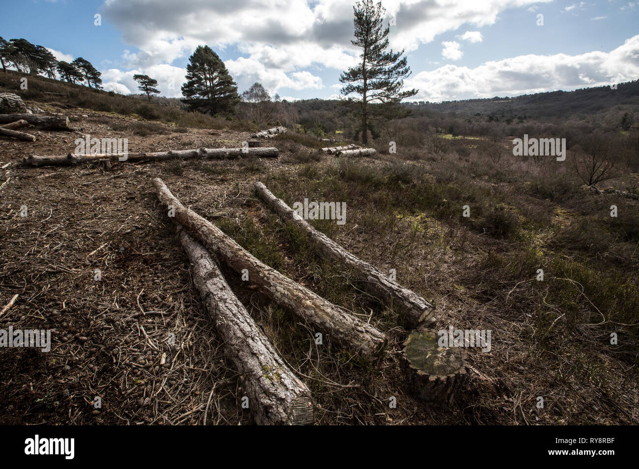 Devil's Punch Bowl, 282.2-ettaro sito biologico di speciale interesse scientifico a est di Hindhead nel Surrey, Inghilterra, Regno Unito Foto Stock