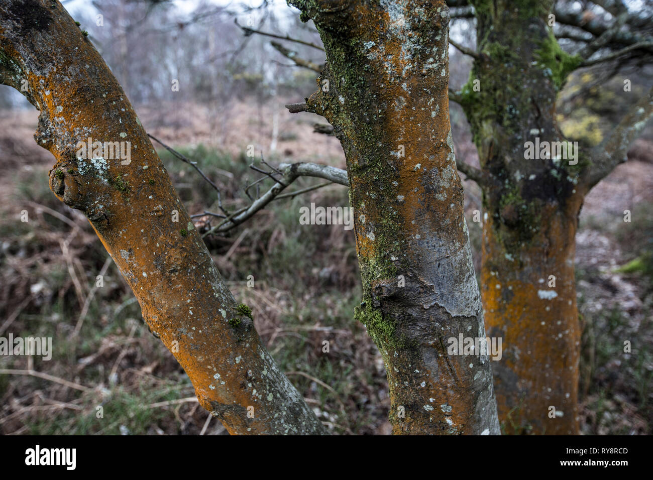 Devil's Punch Bowl, 282.2-ettaro sito biologico di speciale interesse scientifico a est di Hindhead nel Surrey, Inghilterra, Regno Unito Foto Stock