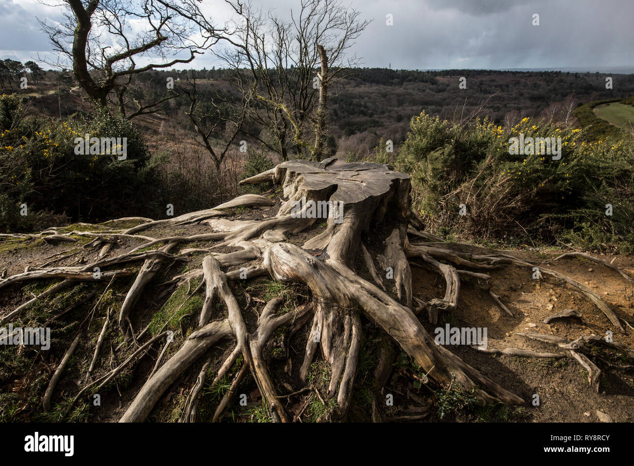 Devil's Punch Bowl, 282.2-ettaro sito biologico di speciale interesse scientifico a est di Hindhead nel Surrey, Inghilterra, Regno Unito Foto Stock