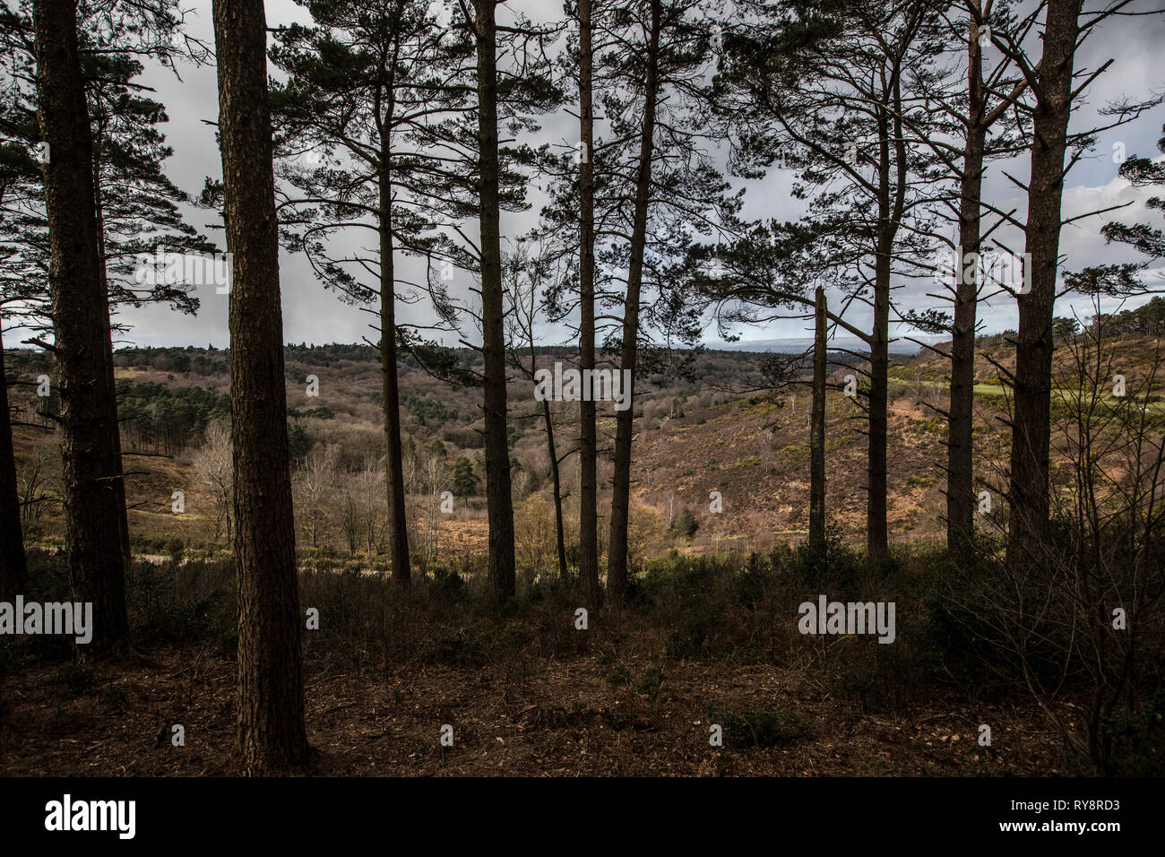 Devil's Punch Bowl, 282.2-ettaro sito biologico di speciale interesse scientifico a est di Hindhead nel Surrey, Inghilterra, Regno Unito Foto Stock