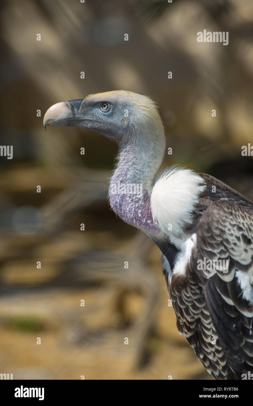L'Europa, Italia, Roma, il Bioparco, Rüppell's avvoltoio, Gyps rueppellii Foto Stock