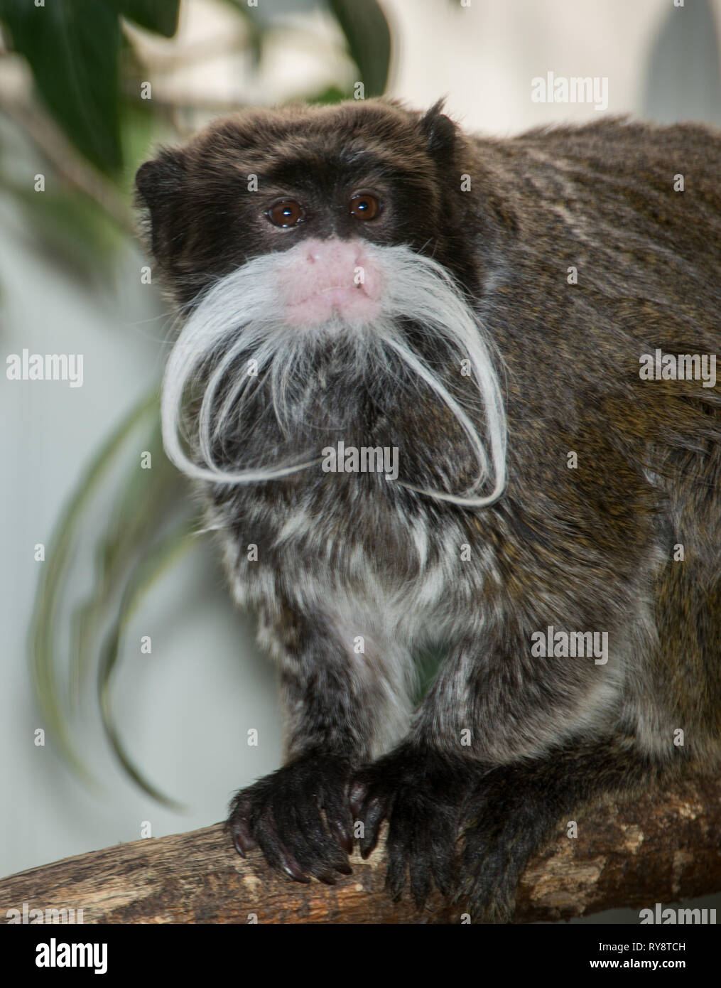 L'Europa, Italia, Roma, il Bioparco, tamarins, Saguinus imperator Foto Stock