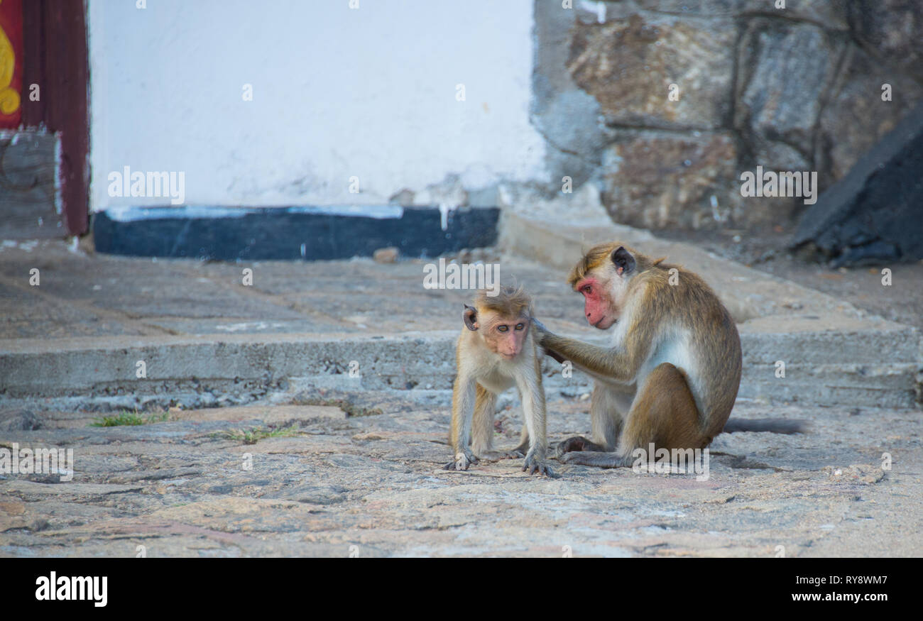 Asia, Sri Lanka, , Dambulla, toque macaque, Macaca sinica Foto Stock