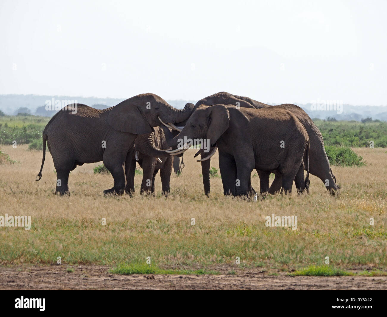Piccola mandria dell'elefante africano (Loxodonta africana) incontrare e salutare in uno scontro di zanne e linee nella savana in Kenya, Africa orientale Foto Stock