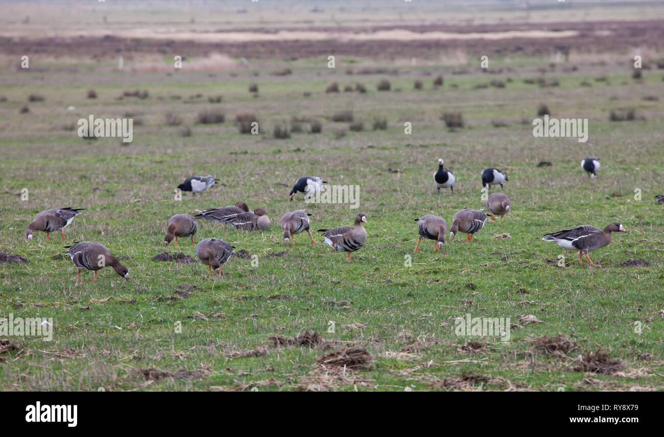 White-Fronted oche. Anser albifrons, e Oche facciabianca,Branta leucopsis grande gregge al pascolo in campo con Wind Farm in background.L'inverno. Oriente Fris Foto Stock