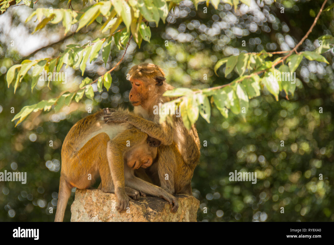 Asia, Sri Lanka, , Mihintale, toque macaque, Macaca sinica Foto Stock