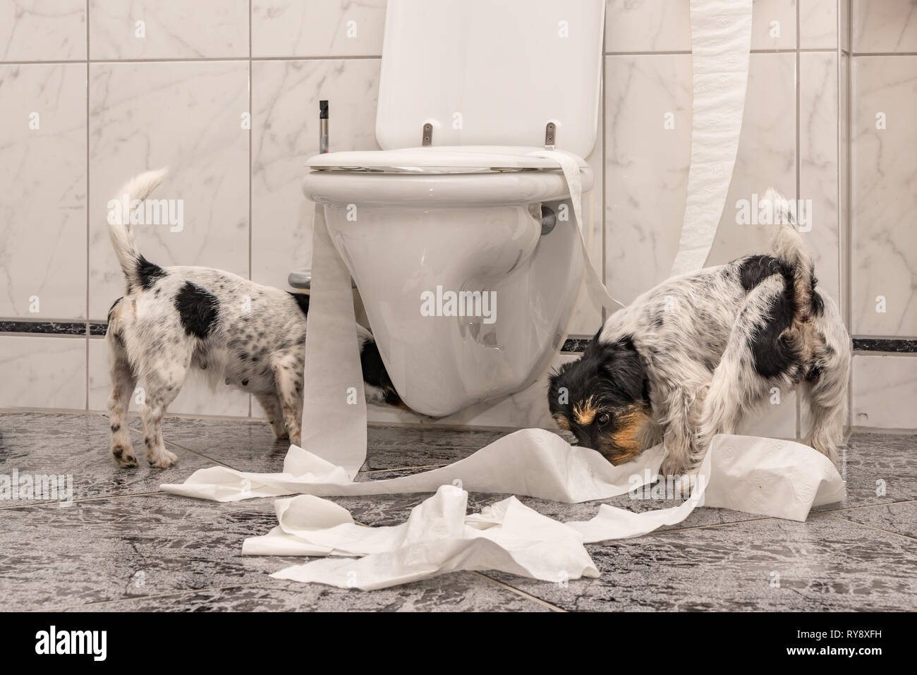 Naughty Dog stanno facendo un pasticcio nell'appartamento. Poco distruttore Jack Russell Terrier Foto Stock