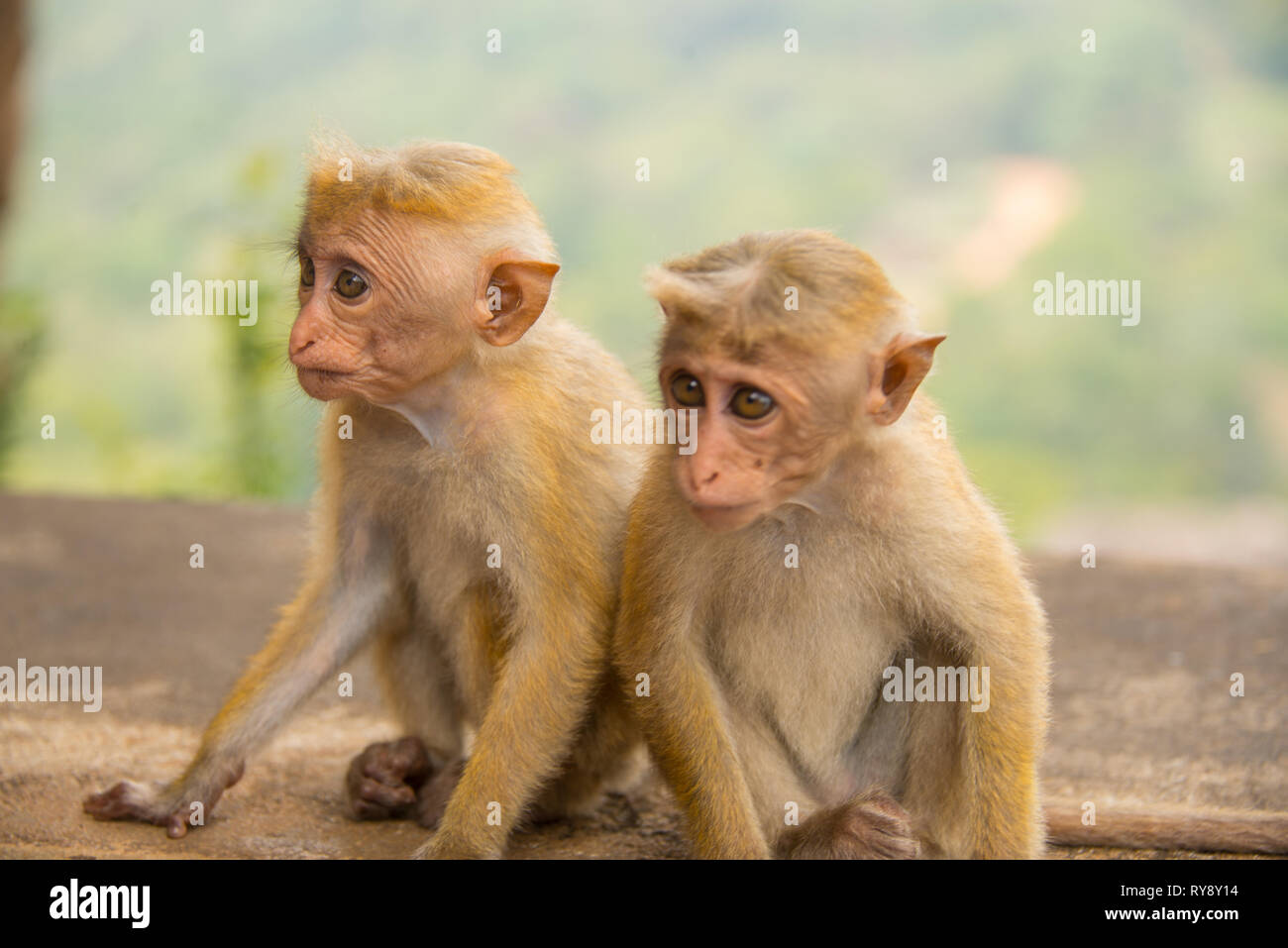 Asia, Sri Lanka, Sigiriya, toque macaque, Macaca sinica Foto Stock