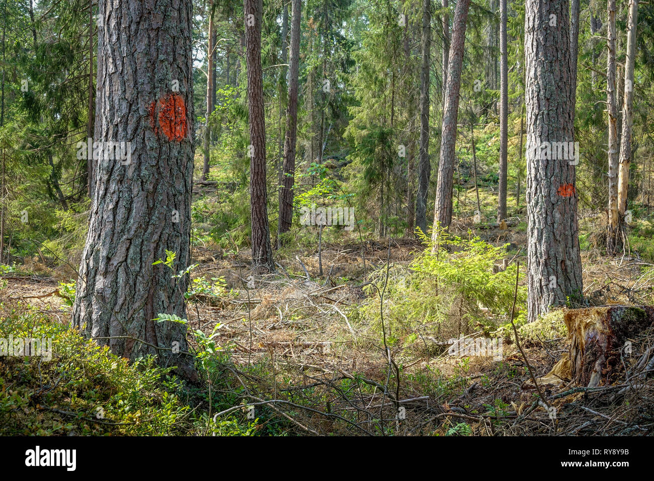 Alberi contrassegnati per la deforestazione / raccolta di foresta. Svezia Foto Stock