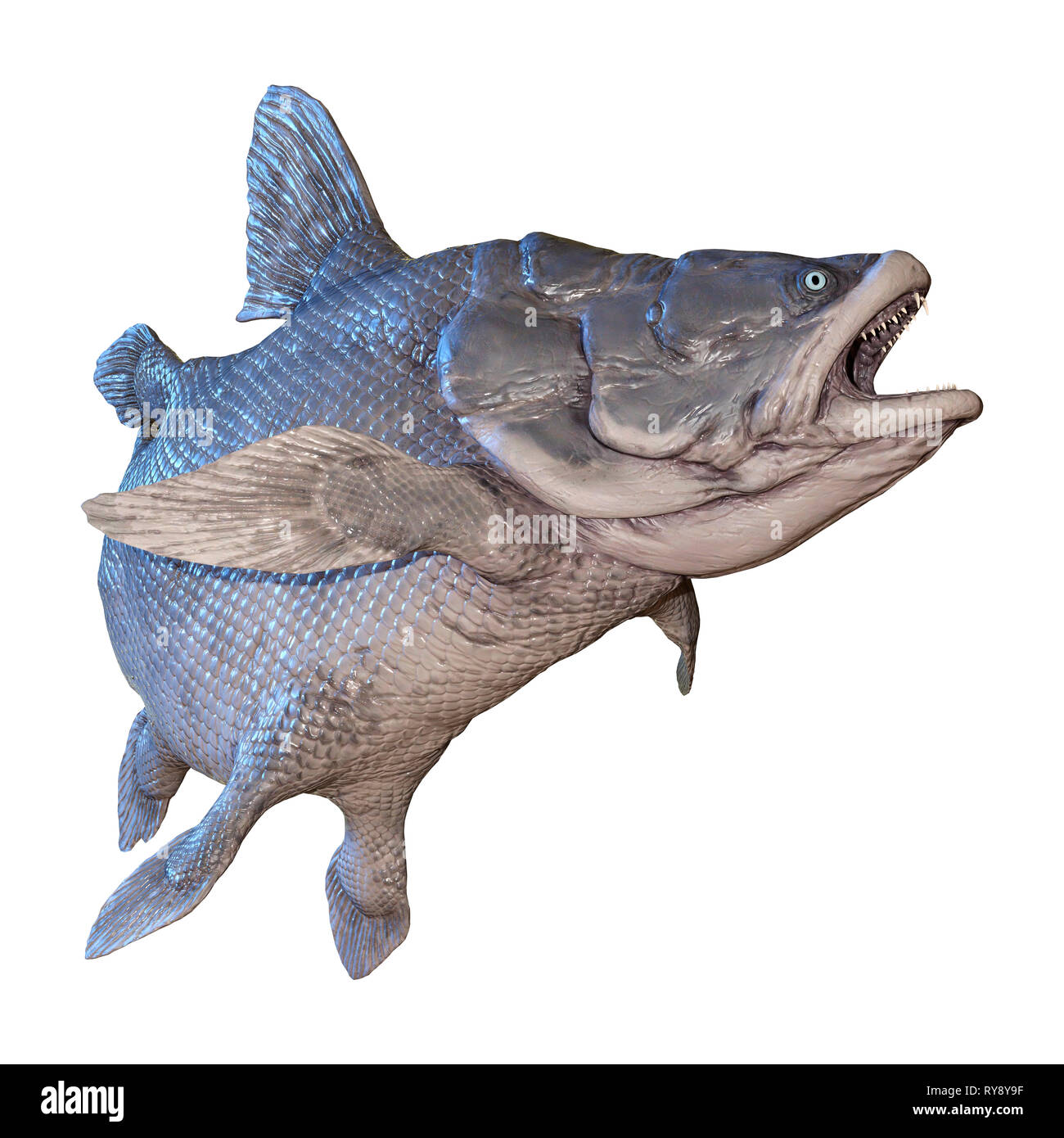 3D rendering di un Mawsonia, un genere estinto di epoca preistorica esemplare di Coelacanthus pesce isolato su sfondo bianco Foto Stock