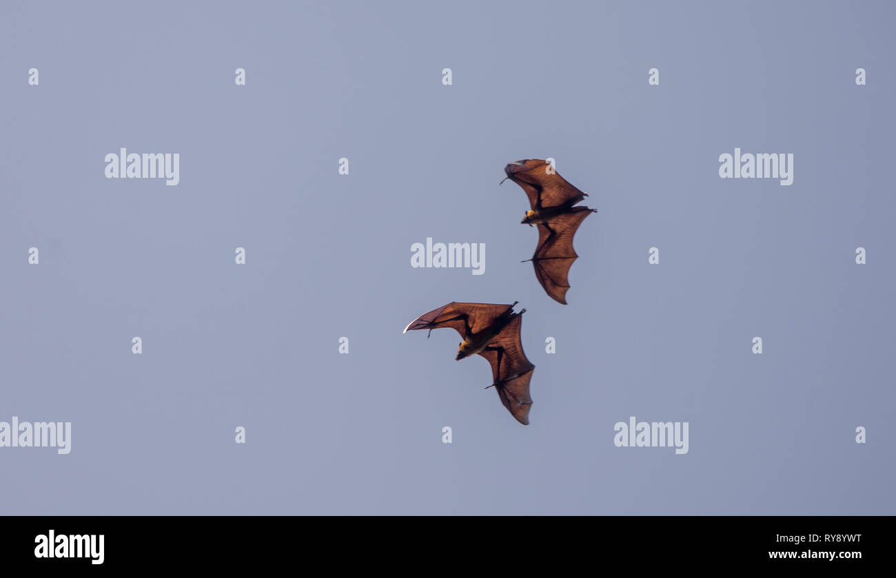 Asia, Sri Lanka, Kandy, Royal Botanic Garden Peradeniya, Indiano flying fox, Pteropus giganteus Foto Stock