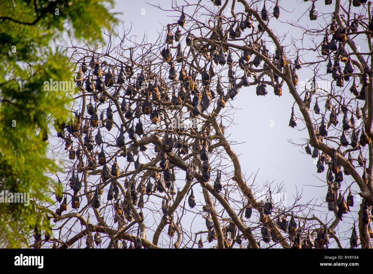 Asia, Sri Lanka, Kandy, Royal Botanic Garden Peradeniya, Indiano flying fox, Pteropus giganteus Foto Stock