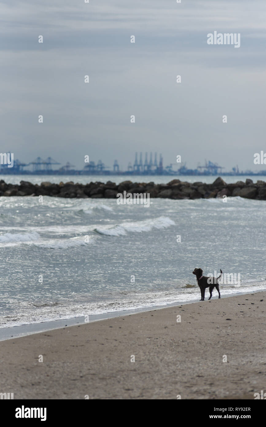 Un piccolo cane nero in piedi di fronte al mare sulla spiaggia Foto Stock