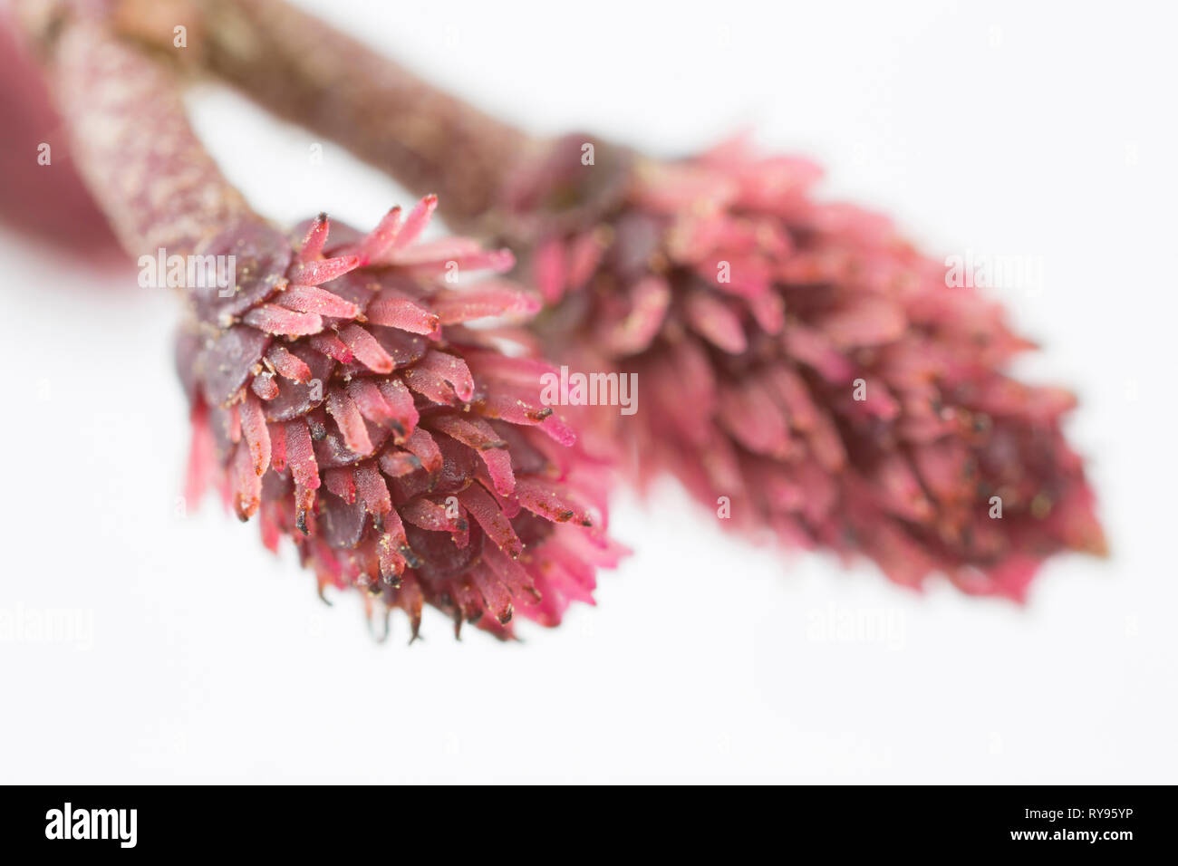 Rosso fiori femminili del comune, ontano Alnus glutinosa, con grani di polline visibile incollato alla superficie di essi. La alder è una struttura monoica havin Foto Stock