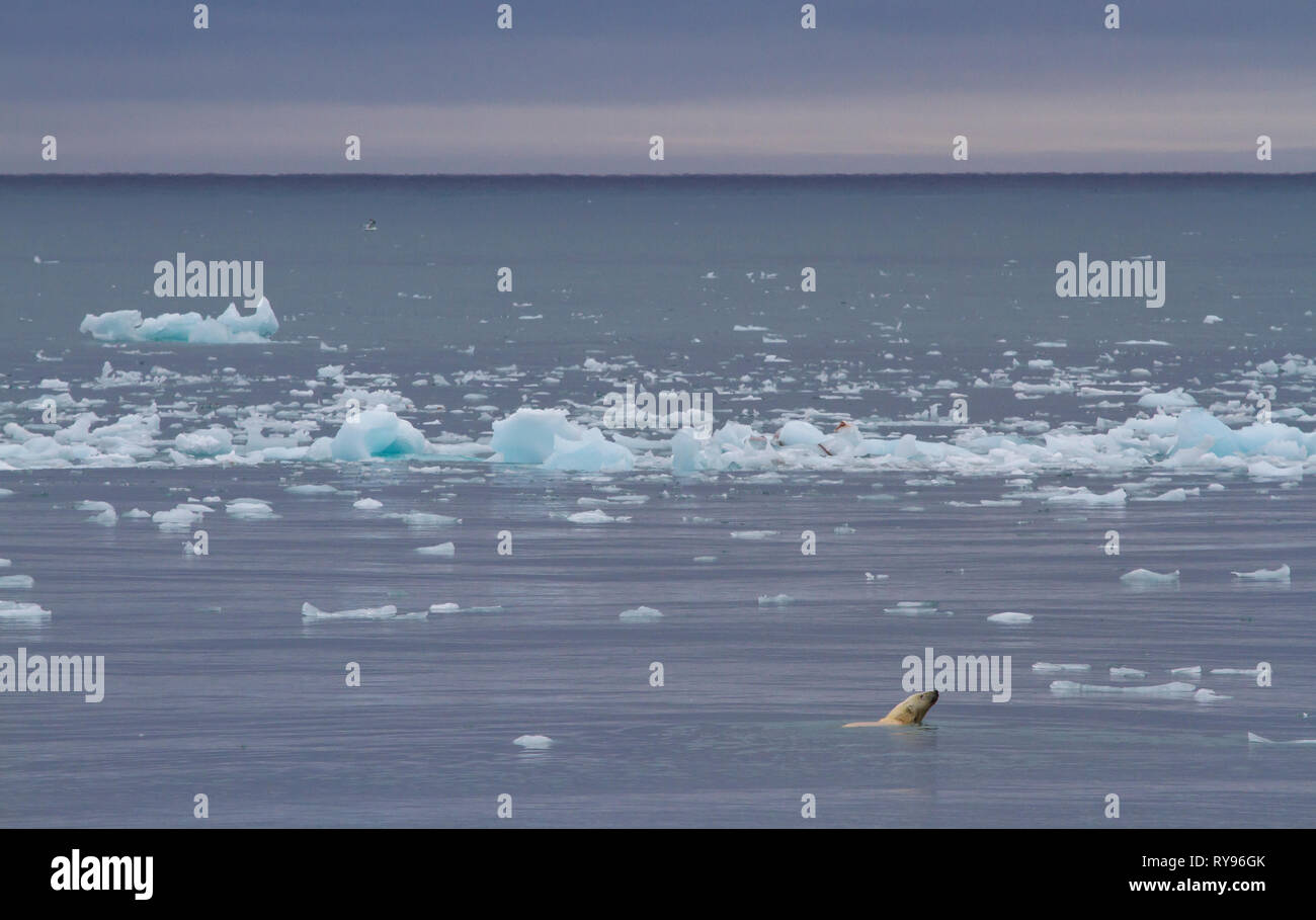 Orso polare di nuoto in acque delle isole Svalbard, in cerca di cibo Foto Stock