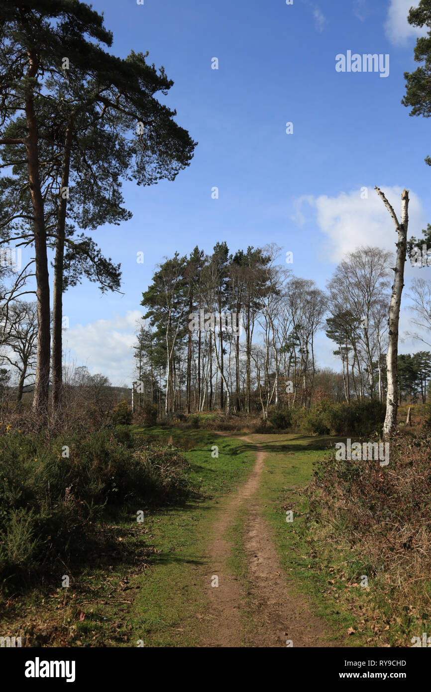 Uno dei tanti percorsi pubblici sul tiro con la carabina riserva naturale vicino a Bewdley, Worcestershire, Inghilterra, Regno Unito. Foto Stock