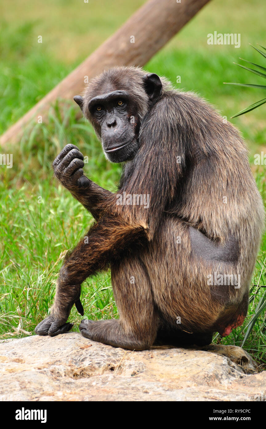 Uno scimpanzé in Safari Park. Centrale di Israele. Foto Stock