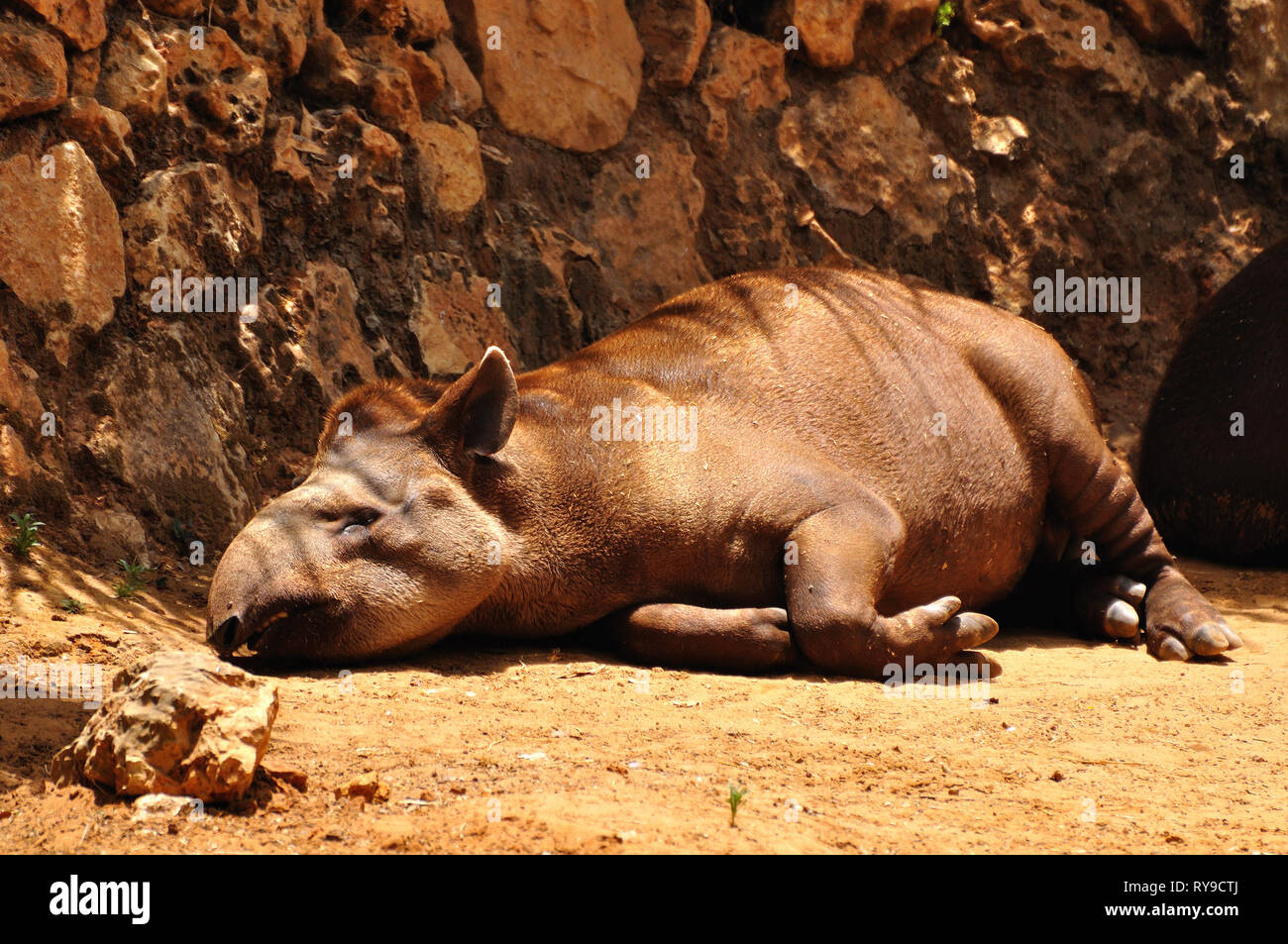 Il tapiro nel parco safari. Centrale di Israele. Foto Stock